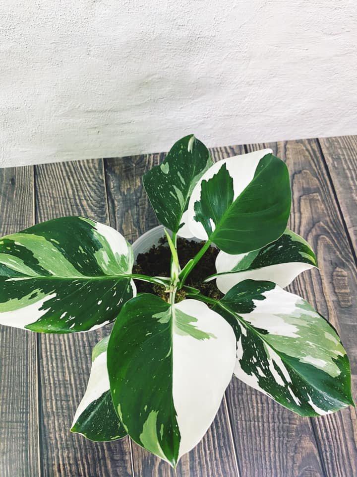 「蔓綠絨：白巫師 (Philodendron ‘White Wizard’)」